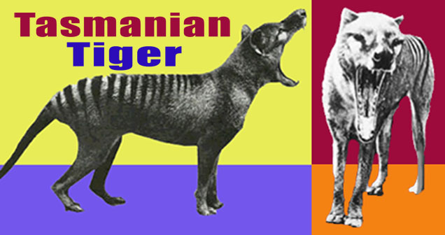 Tasmanian Tiger